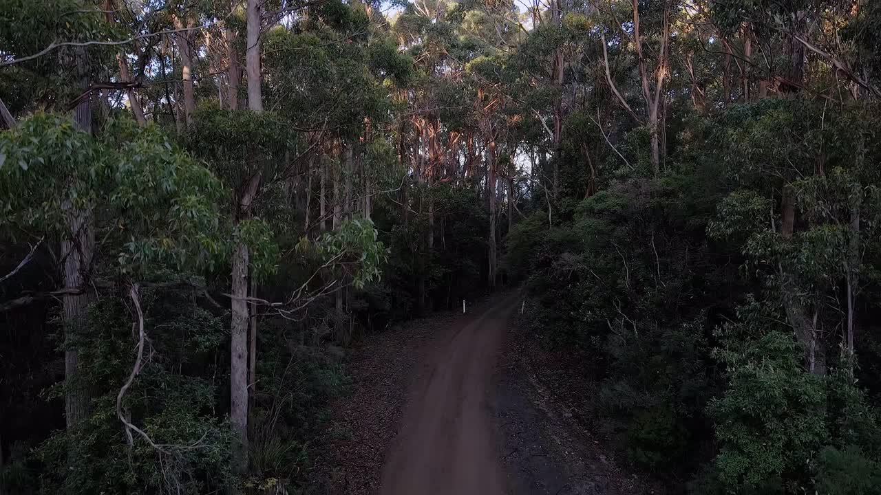 오스트레일리아 스리 (stormlea) 의 야생 숲 안 의 경로 의 기울기 쪽 사진