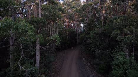 Schwenkaufnahme-Eines-Pfades-In-Einem-Wilden-Wald-In-Stormlea,-Australien