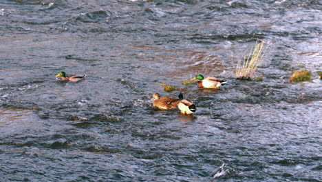 Ducks-swimming-on-the-lake