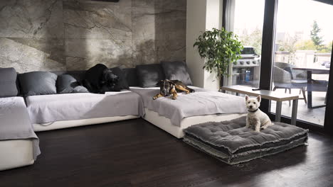 three dogs lying on a sofa in a modern design apartment with terrace