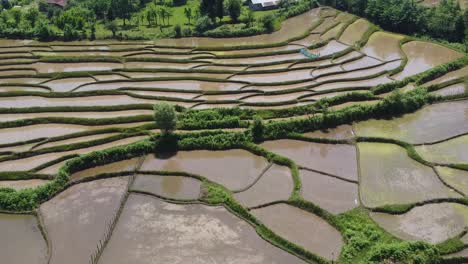 Terrassenlandwirtschaft-Plantage-Reisfeld-Der-Bauer-Arbeitet-Auf-Schlammigem-Land,-Um-Junge-Reispflanzen-Im-Schlamm-Zu-Säen.-Anbau-Frühling-Und-Erntezeit-Iran-Sommer-Einheimische-Auf-Dem-Land-Landleben