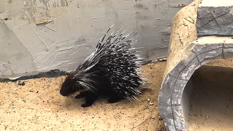 porcupine moves around its enclosure at the zoo