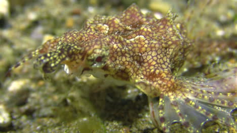 Dragon-sea-moth-crawling-over-sandy-bottom-right-to-left,-wings-spread,-close-up-shot-showing-snout,-eyes-and-wings