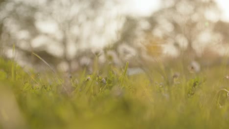flores silvestres en el campo con árboles y luz cálida en el fondo
