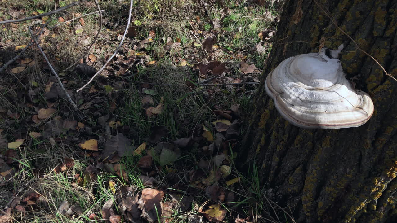 un paseo por el bosque en una mañana de otoño