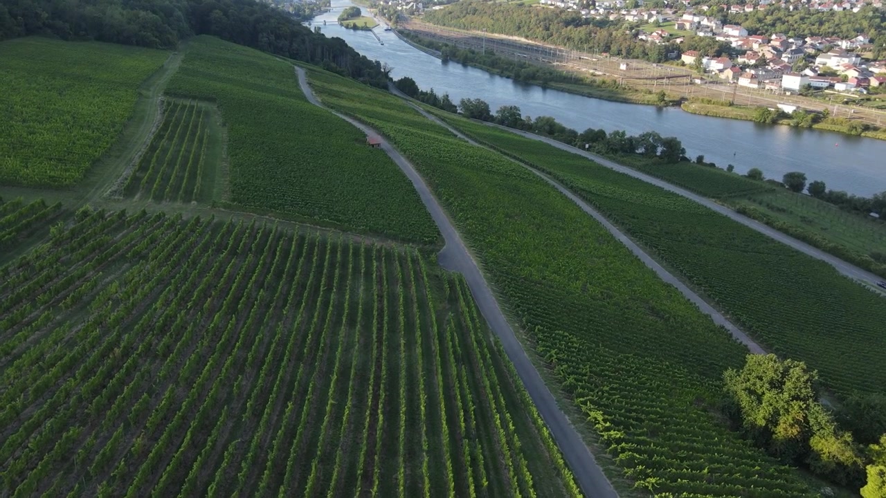 Famosi vigneti della Valle del fiume Mosella in Francia. Ripresa aerea.
