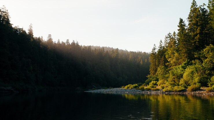 Spectacular morning light over river flowing through forest
