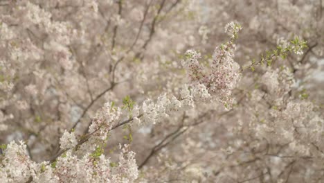 Cherry-Blossom-Close-up-during-the-cherry-blossom-festival-in-Washington,-D