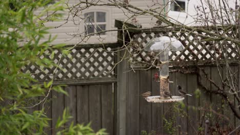 multiple bird species feasting on a birdfeeder in british columbia residential neighborhood