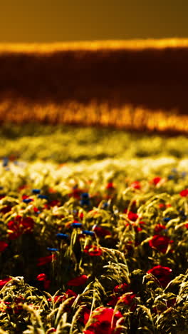 poppy field at sunset