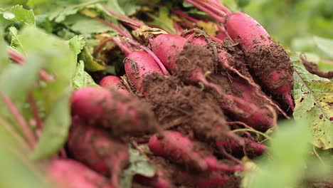 Close-Up-Footage-of-Beetroot-Crops-Laying-On-The-Ground