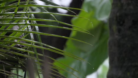 un primer plano de los árboles que se levantan bajo la lluvia