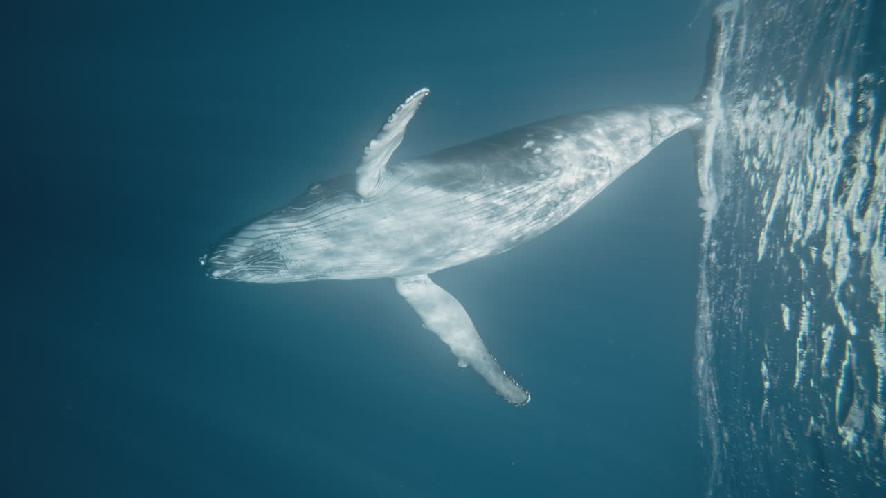 Humpback Whale Calf Fluke Diving Under The Water