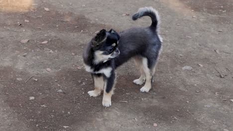 hund bewegt sich und schaut sich draußen um