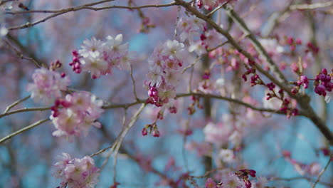 flores de cerezas recién brotadas, con nuevos brotes que se forman en la rama