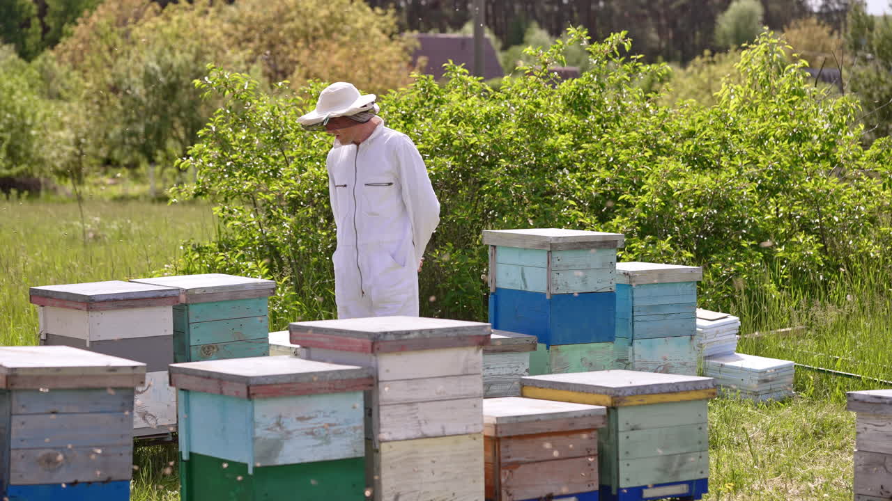 Beekeeper in white clothes walks along his bee farm. Numerous bees fly around the apiary. Nature backdrop on sunny weather.