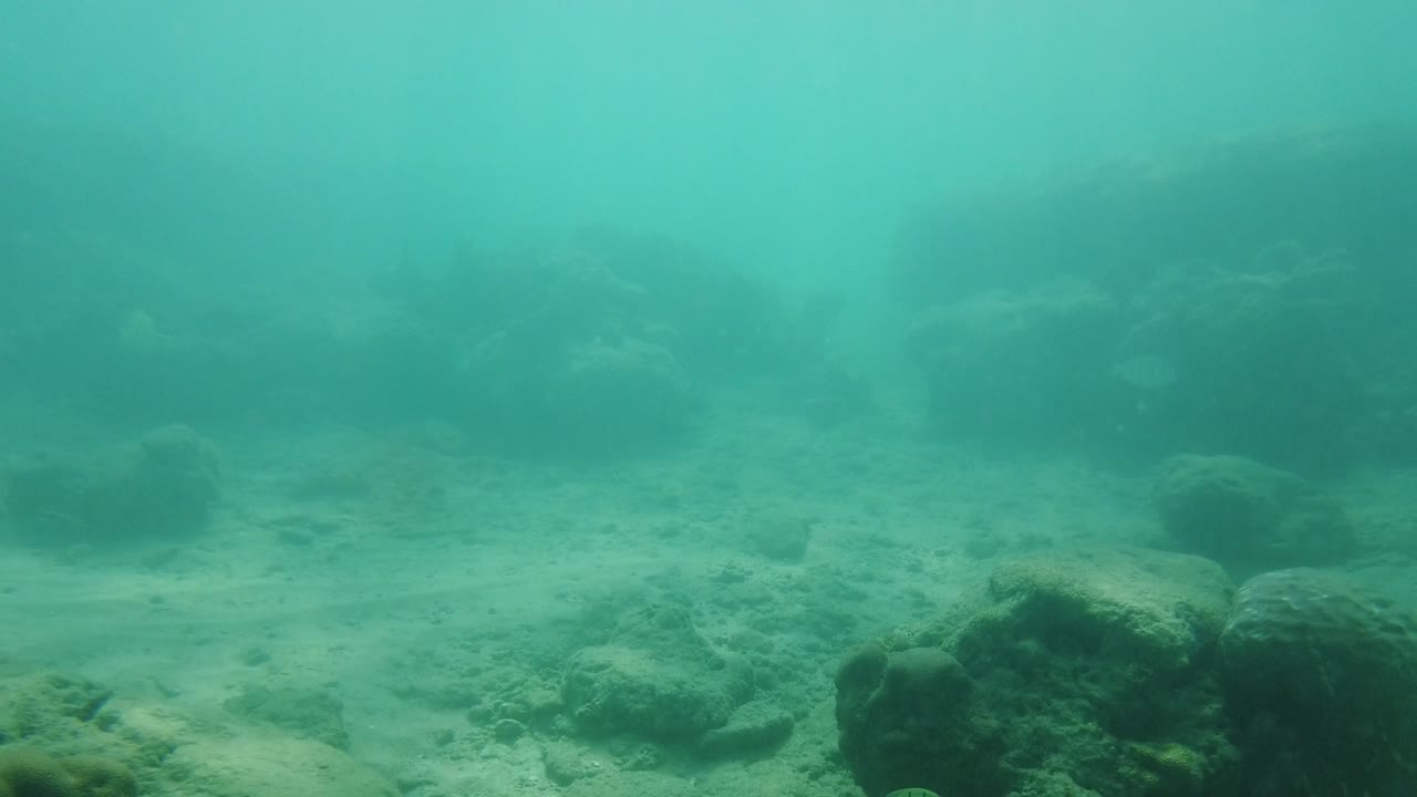 por encima de la superficie del agua con una escena de playa de isla remota y bosques debajo del agua con peces y vida marina en un mundo de color verde con algunos arrecifes y corales dañados