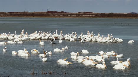 large colony of american white pelicans in the shallow waters along the gulf intercoastal waterway in southern texas