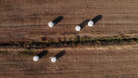 Fardos-De-Heno-Cosechados-Envueltos-En-Plástico-Blanco-En-Un-Campo-Con-Tonos-Cálidos,-Drone-De-Arriba-Hacia-Abajo