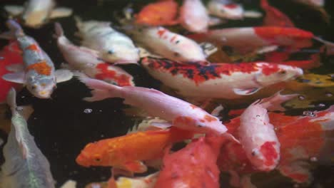 primer plano cámara lenta de peces koi nadando alrededor del estanque