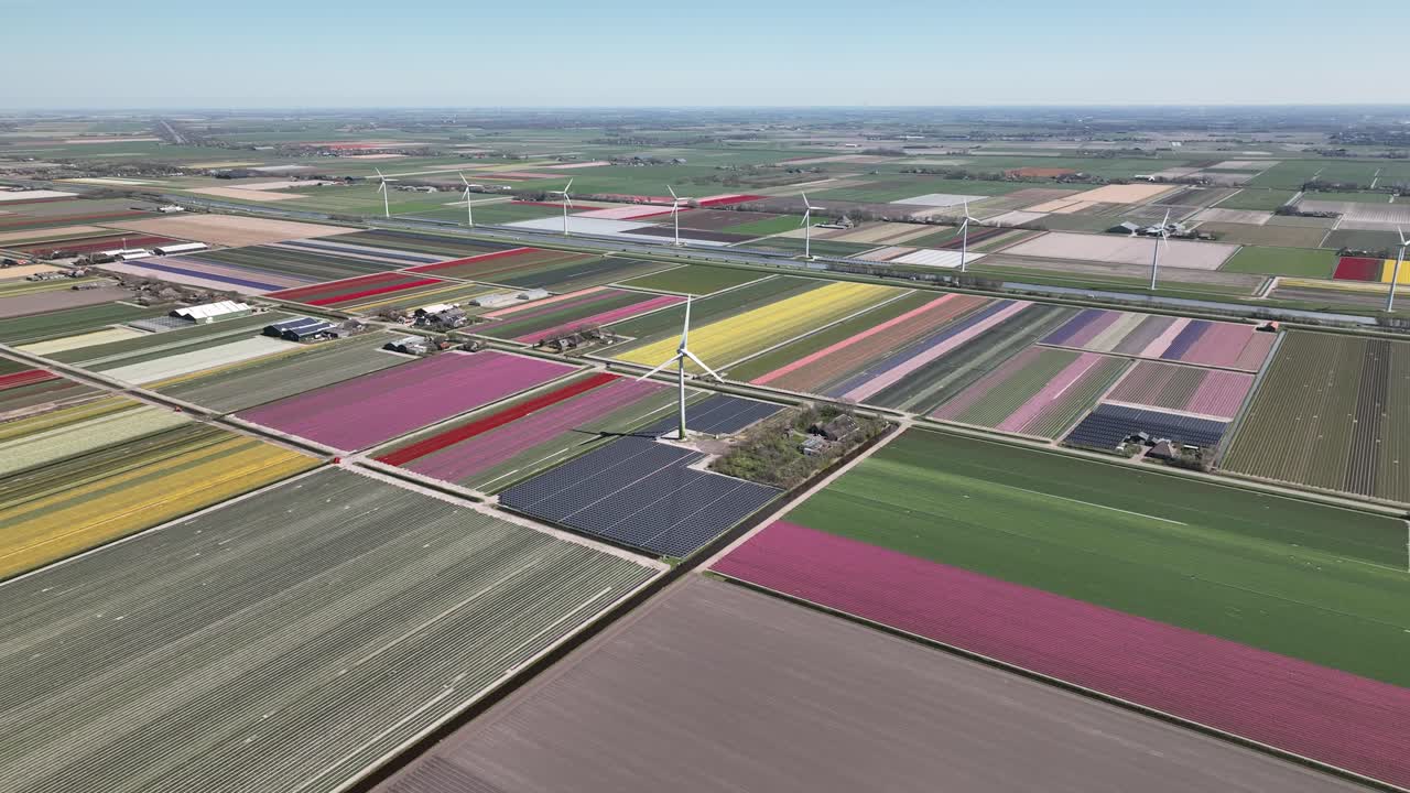 Campi di tulipani nei Paesi Bassi 9 - Stagione primaverile nell'Olanda Settentrionale - Vista da drone stabilizzata in 4k.