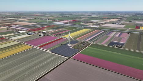 Campos-De-Tulipanes-En-Los-Países-Bajos-9---Temporada-De-Primavera-De-Holanda-Del-Norte---Droneview-Estabilizado-En-4k