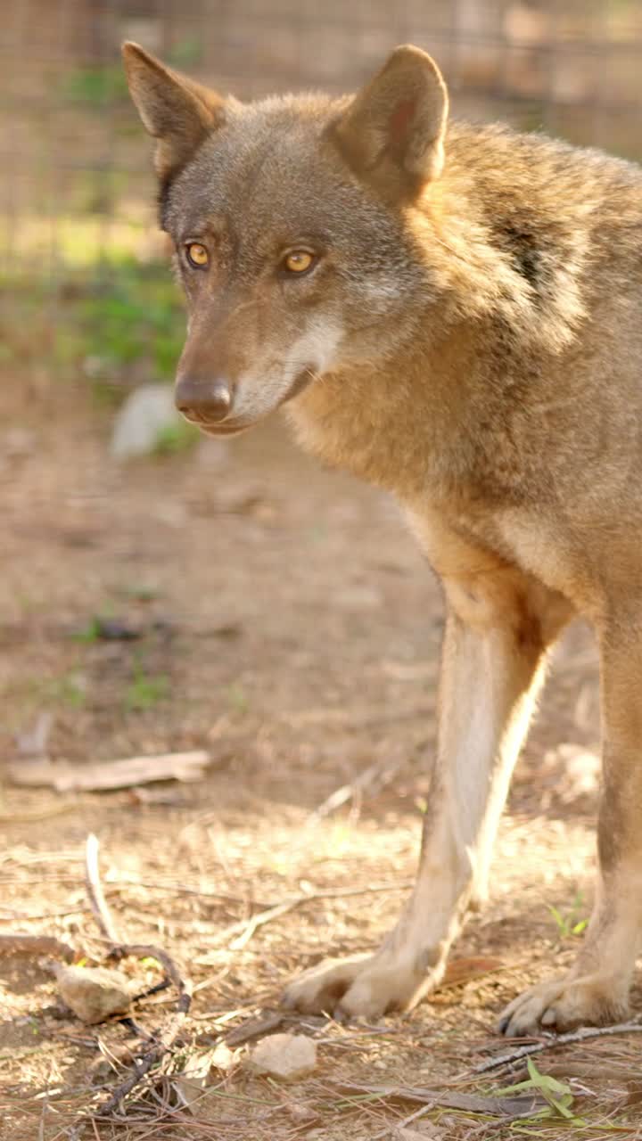 Iberian wolf standing in a sanctuary during golden hour