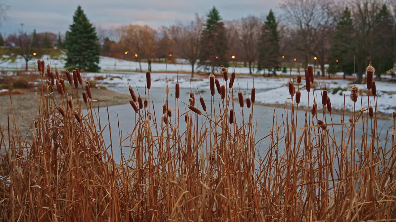 Cattails sway beside a frozen pond in early winter, with clear seasonal textures and calm natural tones. Lateral movement