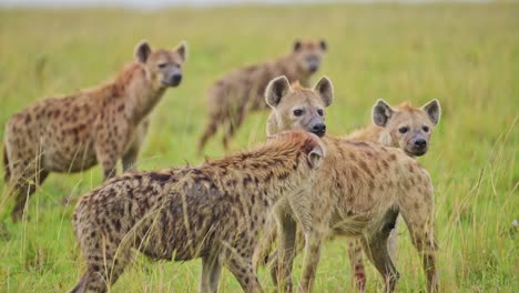 Slow-Motion-Shot-of-Group-of-Hyenas-waiting-to-get-on-kill-patiently,-order-of-food-chain-in-Maasai-Mara-National-Reserve,-African-Wildlife-in-Masai-Mara,-Kenya,-Africa-Safari-Animals