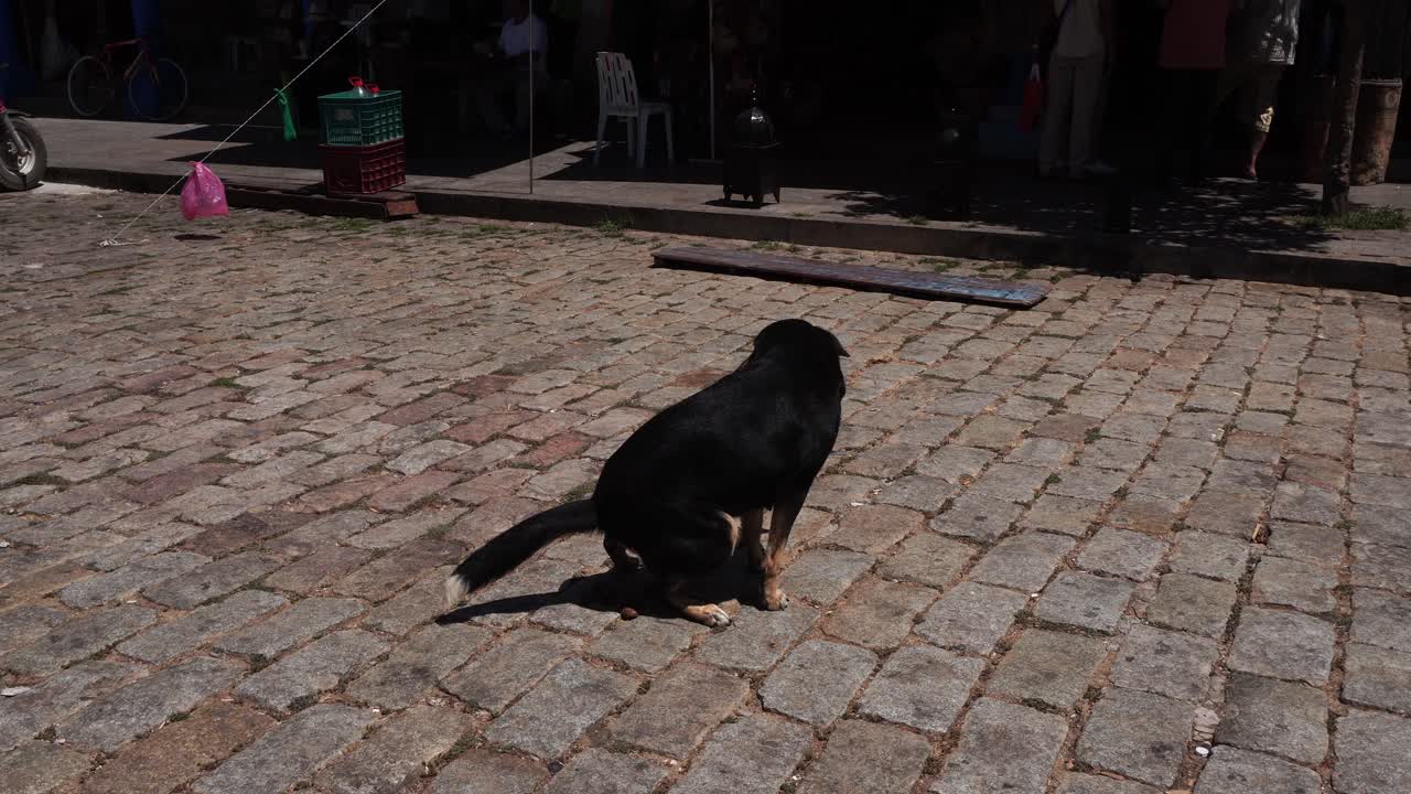 A dog without an owner relieves itself in a public place on a brick floor made of stone