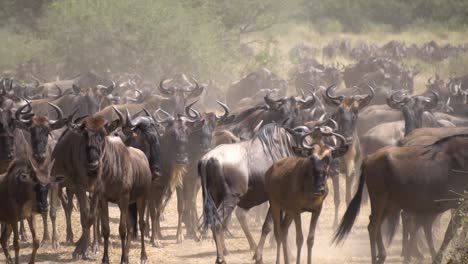 huge wildebeest herd in dust of african savanna slow motion, tanzania national park, animals in natural habitat