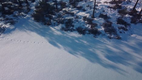 revealing aerial view of snowy bog landscape with frozen lakes in sunny winter day, dunika peat bog , wide angle drone shot moving forward, camera tilt up