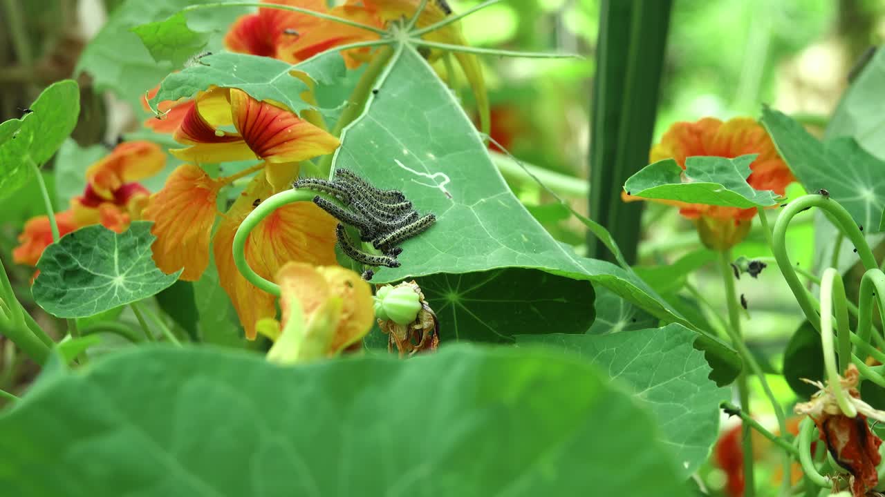 A mass of caterpillars of the large cabbage white butterfly on a nasturtium plant