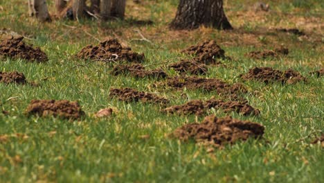 the mole pushed off the ground and made piles of ground