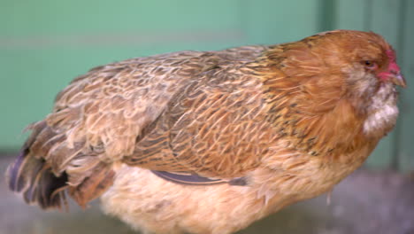 toma de 85 mm de un pollo de verano en un día de verano en 4k