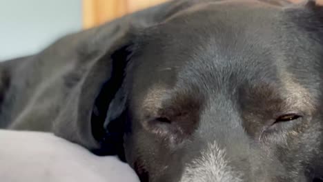 Close-up-of-a-black-dog's-orange-eyes,-opening-its-eyes-staring-at-its-owner-with-a-cute-gaze