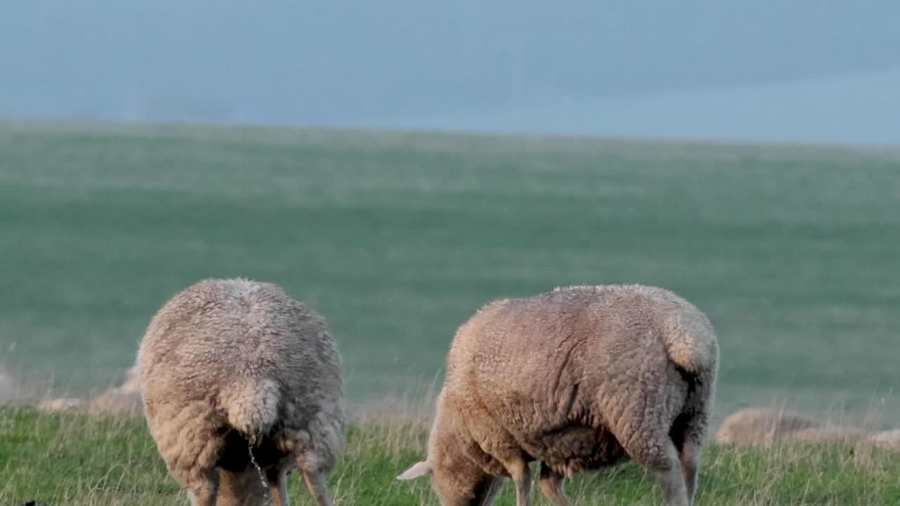 En fokuserad vy av ulliga får som betar fridfullt på en frodig, grön sluttning