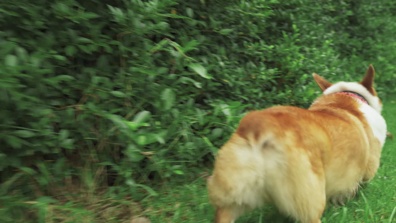 el perro corgi galés corriendo en la hierba, el video de la grúa siguiendo por detrás.