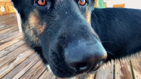 a close up of a cute german shepard who is curious about the camera