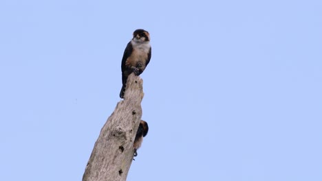 El-Falconet-De-Muslo-Negro-Es-Una-De-Las-Aves-Rapaces-Más-Pequeñas-Que-Se-Encuentran-En-Los-Bosques-De-Algunos-Países-De-Asia