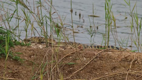 Drei-Krokodilbabys-Zusammen-Gesehen,-Eines-Links-Bewegt-Sich-In-Die-Mitte,-Eines-In-Der-Mitte-Hebt-Den-Kopf,-Siamkrokodil-Crocodylus-Siamensis,-Vom-Aussterben-Bedroht,-Jungtiere,-Thailand