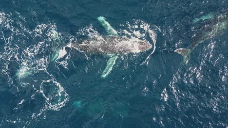 Ballenas-Deslizándose-Y-Nadando-Por-Las-Aguas-Azules-Del-Océano