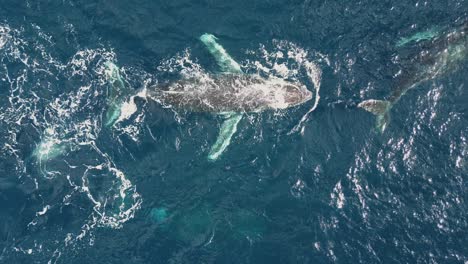 ballenas deslizándose y nadando a través de las aguas azules del océano