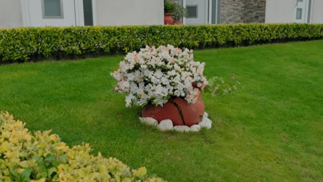 white azaleas growing from cracked terracotta pots placed in a neat green garden lawn