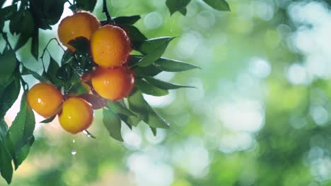the fruits of the tangerine tree in the rain and in the sun. copy space