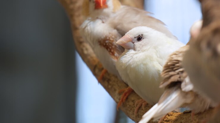 Closeup Of Australian Zebra Finches Sitting On Wood