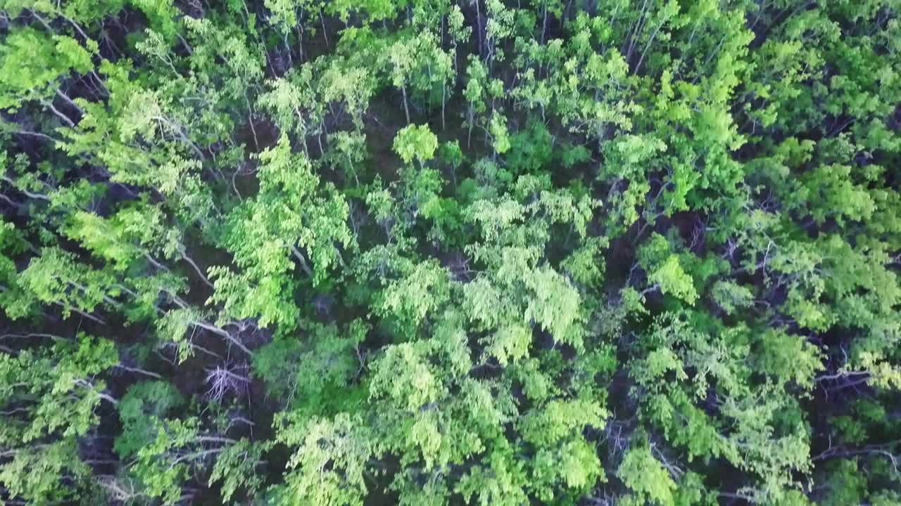 directamente sobre el bosque de álamos verdes jóvenes en el viento en un día soleado, enfoque de drones aéreos