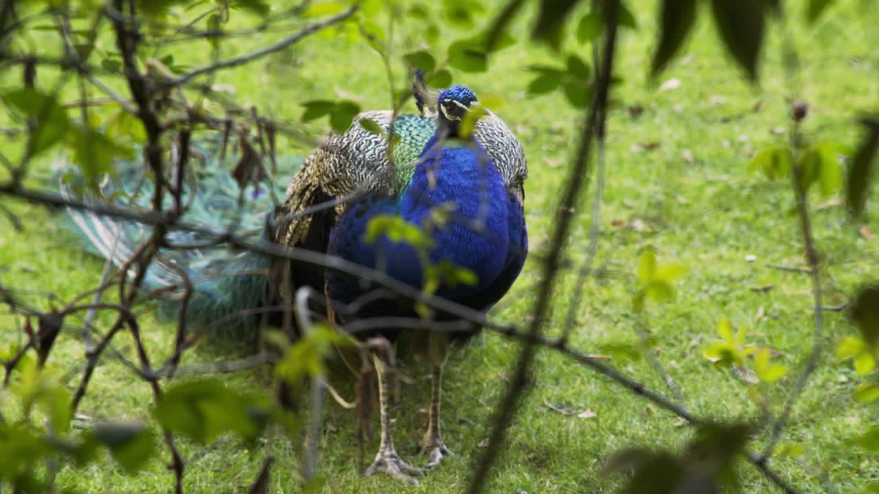 hermosa pluma de pavo realzado en el césped