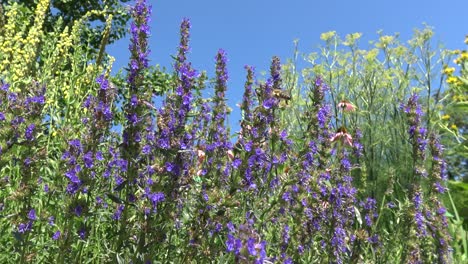 abejas bebiendo néctar de flores de ysop frente a un cielo azul