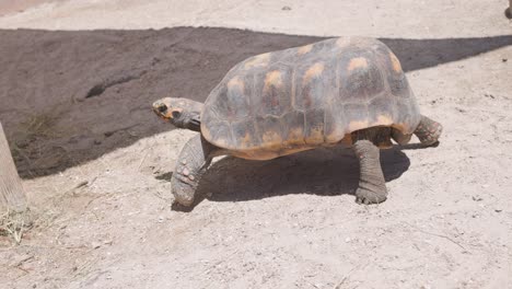 red footed tortoise walks in the dirt back to his home in captivity at a big cat rescue center in florida